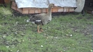 Голоса гусей. Часть 2