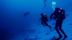 Diving with dolphins in Rhodes