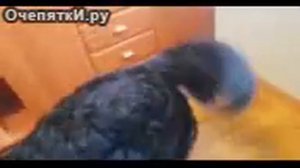 Тупая/псина