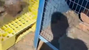 Ярмарка голубей Астана 2023 июнь.  Цены в кз тенге. Любительская съёмка. #ярмаркаголубей #голуби