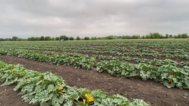 За день до града. Отличный огурец произв. Иннова сидс. смотреть онлайн