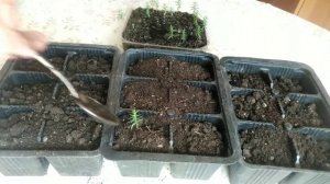 ⚫Туя из семян | Размножение туи семенами | Саженцы туи даром