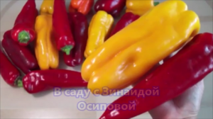 Часть 2.  Крупноплодные и супер урожайные сладкие перцы.  Обзор 1 августа 2021.
