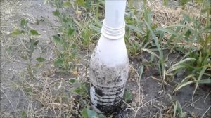 Оригинальное устройство для прикорневого полива ягодых кустов