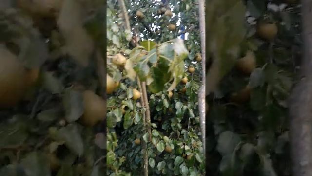 груша ПЛАТОНОВСКАЯ смотреть онлайн