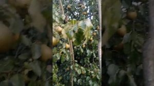 груша ПЛАТОНОВСКАЯ