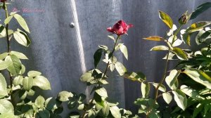 Роза. Королева сада. Часть 1