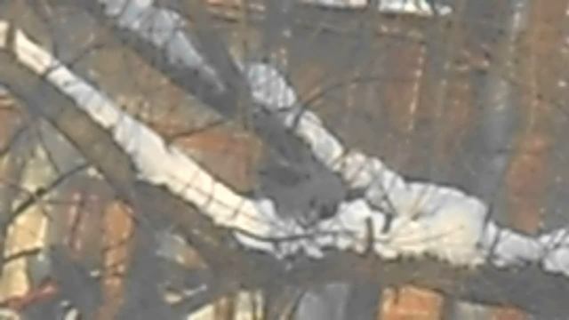 Ворона на заснеженной ветке что-то клюёт DSCN5108 смотреть онлайн