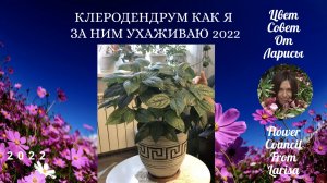 КЛЕРОДЕНДРУМ КАК Я ЗА НИМ УХАЖИВАЮ 2022