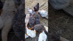 21.10.23 куры + семечки из тыквы