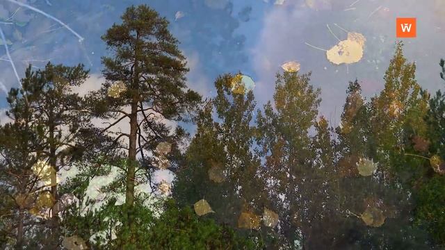 Видеозарисовка «Осенний лес» смотреть онлайн