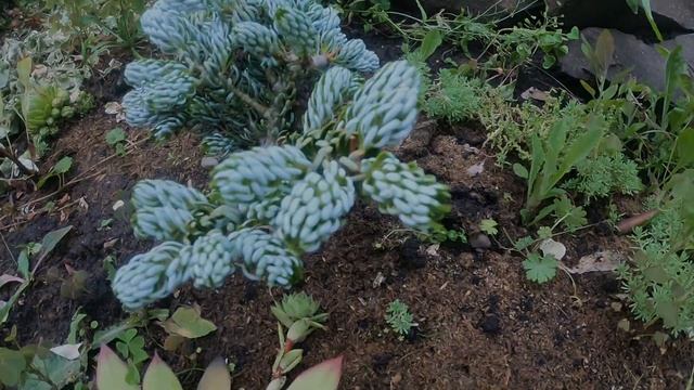 Пихта корейская Когутс Айсбрейкер на штамбе Abies koreana Kohout’s Icebreaker смотреть онлайн