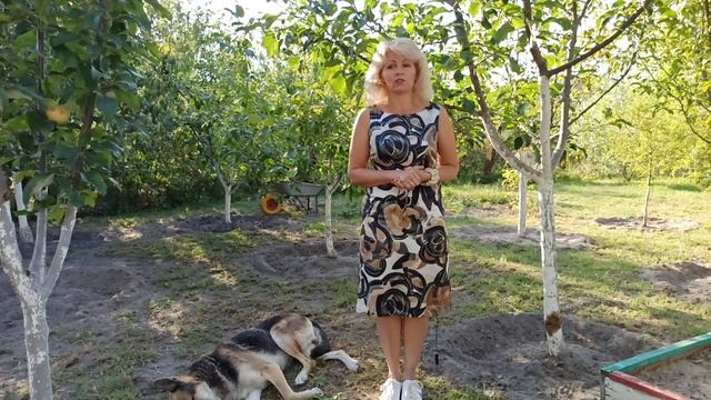 Как ухаживать за плодовыми деревьями после сбора урожая смотреть онлайн