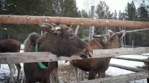Дом лося «Сохатка». Национальный парк «Зюраткуль»