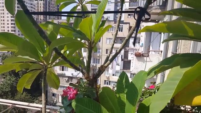 Адениумы в августе 2018. Плюмерия. Теветия. смотреть онлайн