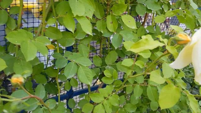 Желтые сорта Роз ОСТИНА - в чём разница между ГОЛДЕН СЕЛЕБРЕЙШИН И ГРЕХАМ ТОМАС ??? покажу 5.06.22