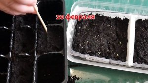 Клубника(Земляника Садовая).  Семена Взошли Через 8 - 10 Дней. Продолжение 2 часть