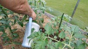 Рассада томатов от А до Я. Весь сезон томатов в одном видео.