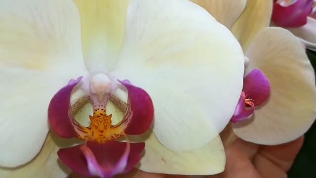 ЧАСТЬ 2.ЦВЕТЕНИЕ МОИХ ОРХИДЕЙ В КОНЦЕ ИЮЛЯ. ❣️❤️?????#PHALAENOPSIS #ORHIDS#ORJIDEA #FLOR смотреть онлайн