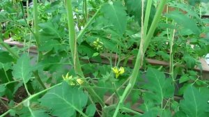 Солнечный вегетарий.  Проветривание, или как я боролся с жарой в теплице