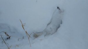 Гончая словила зайца!!!Взяли двух зайцев.Охота с гончей на зайца. РПГ Шугай(Сезон 2018-2019)
