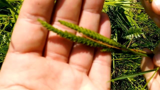 Травки, букашки и комары: летняя прогулка за мхом. смотреть онлайн