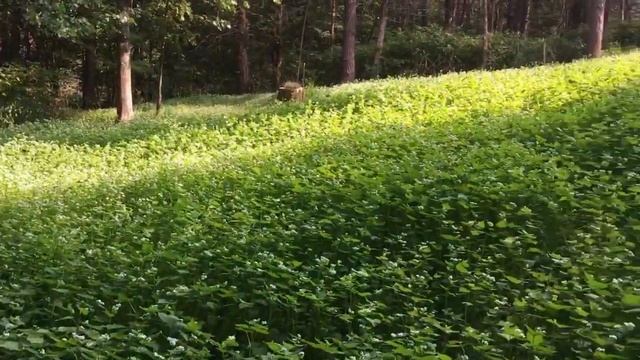Если есть возможность сажайте  медоносные травы.