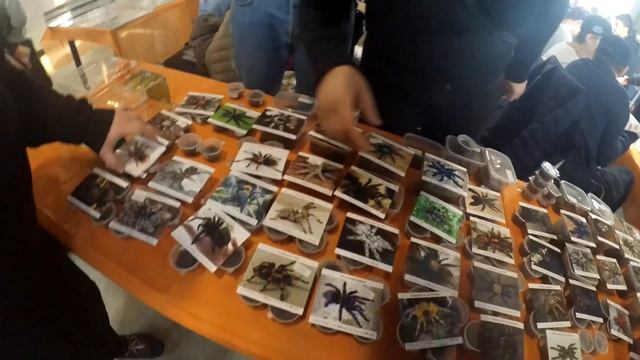 РЕПТИЛИУМ 2019 ОСЕНЬ / ПЕРВЫЙ ДЕНЬ / ВСТРЕЧА C YOll / РЕДКАЯ МОРФА ЭУБЛЕФАРА "BLACK NIGHT" /28.09.1