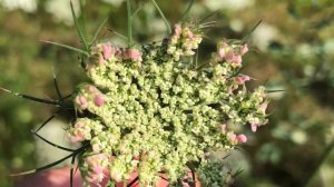 Wild Carrot Flowers