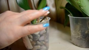 Орхидеи в камнях. Мой новый метод по наращиванию корней. 06.09.2017