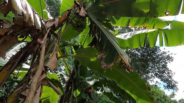 BANANA HARVEST | TROPICAL FRUITS | TROPICS | KERALA | INDIA
