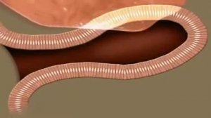 Как  работает  желудочно кишечный тракт человека