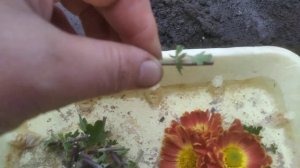 Пора РАЗМНОЖАТЬ ХРИЗАНТЕМЫ ЧЕРЕНКАМИ-даже из купленного букета 100% результат)))