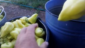 Засолка башкирского перца на зиму