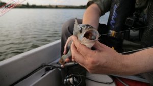 НА силиконовых РАКОВ с лодки. ОСОБЕННОСТЬ, подбор ЦВЕТА приманки, где и КАК ЛОВИТЬ?