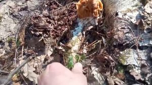 Как растёт гриб строчок. За грибами в апреле!