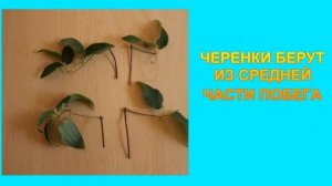 МАСТЕР - КЛАСС: ЛЕТНЕЕ ЧЕРЕНКОВАНИЕ КЛЕМАТИСОВ