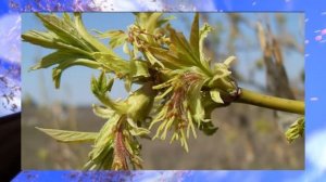 Биология, 6 кл., § 8 "Побег, его строение и развитие"