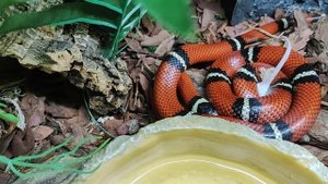 змея Скади. Как и чем мы ее кормим? замороженные мыши. Анна Паладий Гадалка тв3