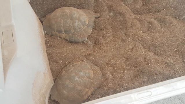 Зимовка суккулентов.Литопсы спят.Черепахи ждут весну.Succulenten.Lithops.48 смотреть онлайн