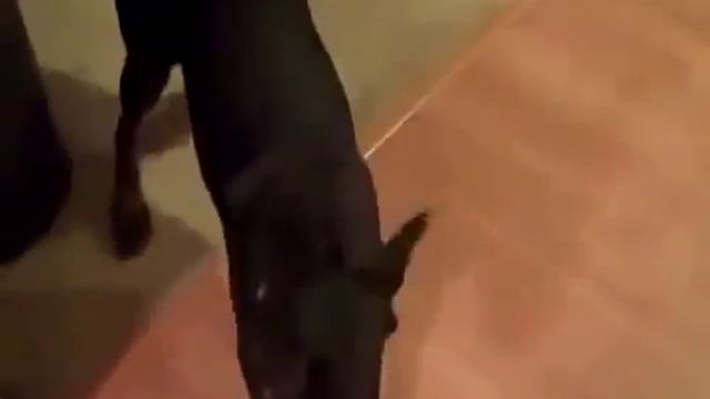 Как собака собирается на дачу смотреть онлайн