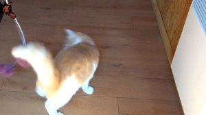 DIY - simple toys for cats | crafts for pets | diy projects for pets | mouse toy for cat