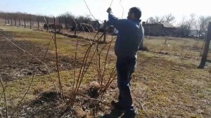Обрезка летней малины