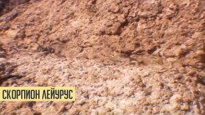 Самые ядовитые и опасные животные в мире