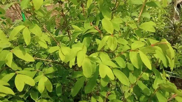 Всё цветёт в моём саду.Декоративная яблоня Роялти. смотреть онлайн