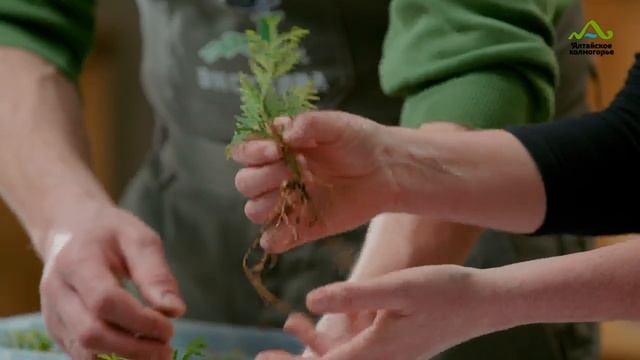 ЧЕРЕНКОВАНИЕ ТУИ | ЧЕРЕНКОВАНИЕ МОЖЖЕВЕЛЬНИКА | ЧЕРЕНКОВАНИЕ КИПАРИСОВИКА | РЕЗУЛЬТАТ ВЕСНОЙ