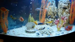 Аквариум 200 литров с цихлидами