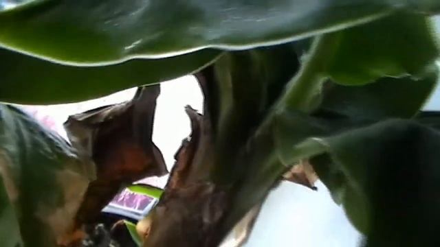 банан киевский карлик(детки) смотреть онлайн