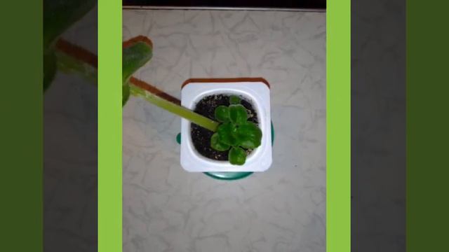 Моя мини коллекция симполии фиалки смотреть онлайн