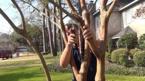 How to Prune your Crape Myrtle